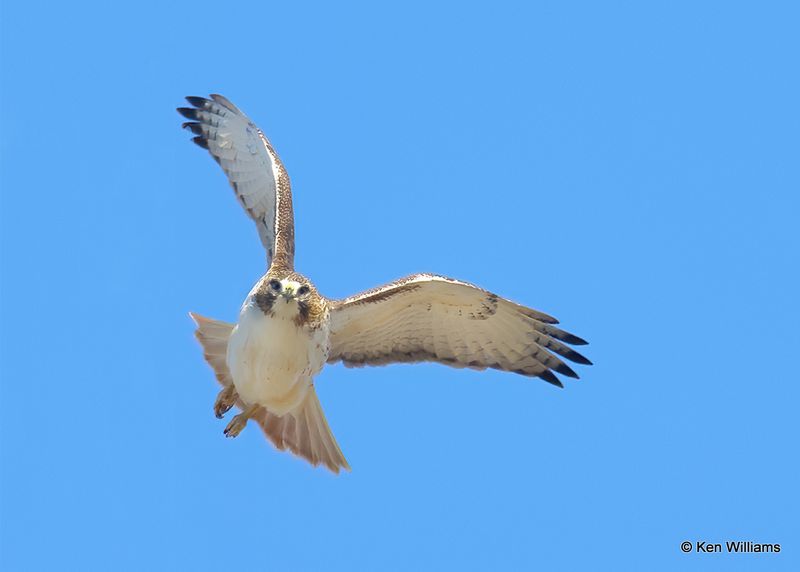 Red-tailed Hawk, Pawnee Co, OK, 11-28-2022a_2314.jpg