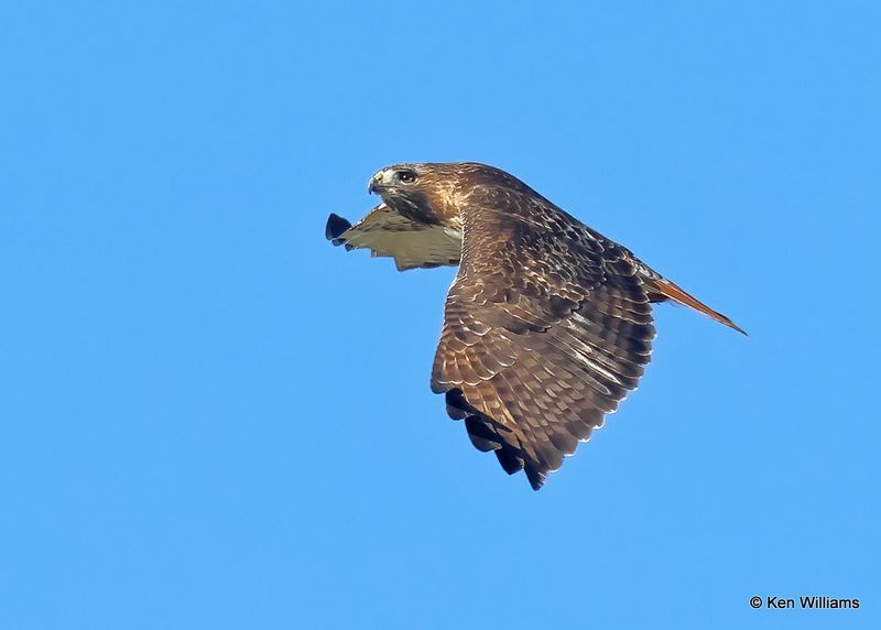 Red-tailed Hawk, Pawnee Co, OK, 11-28-2022a_2369.jpg