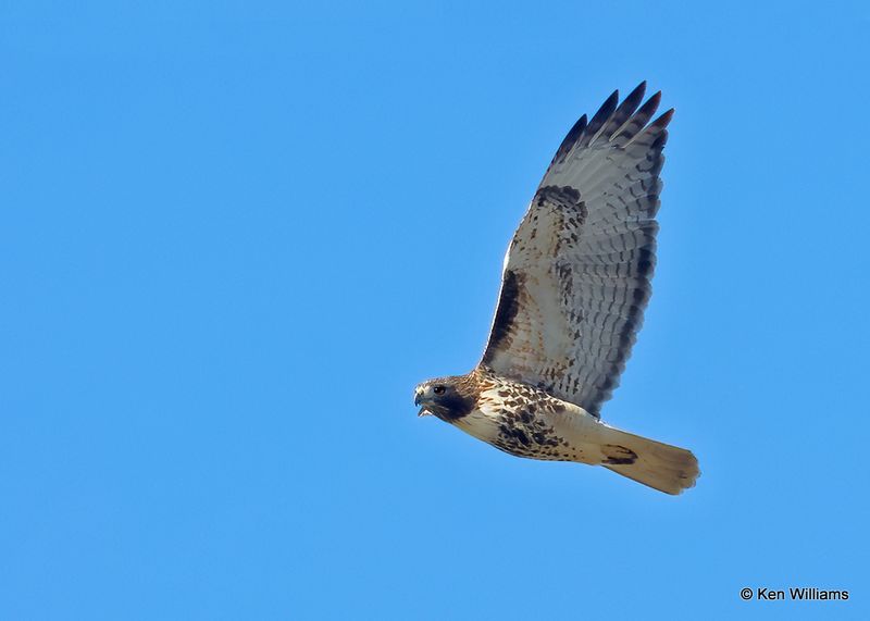 Red-tailed Hawk, Pawnee Co, OK, 11-28-2022a_2385.jpg