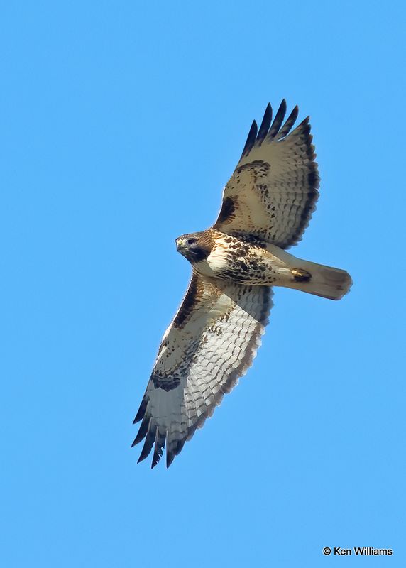 Red-tailed Hawk, Pawnee Co, OK, 11-28-2023.jpg