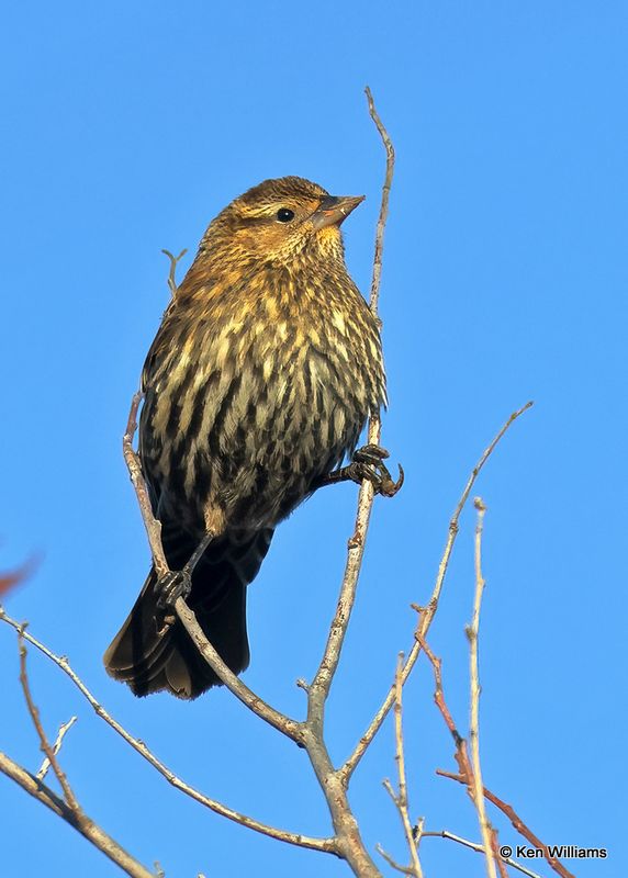 Red-winged Blackbird female, Pawnee Co, OK, 11-28-2023.jpg