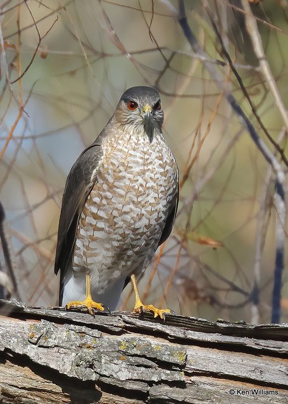 Sharp-shinned Hawk female, Tulsa Co, Ok, 11-17-2024.jpg