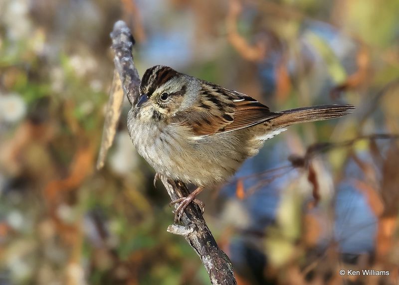 Swamp Sparrow, Tulsa Co, Ok, 11-17-2022_1646.jpg