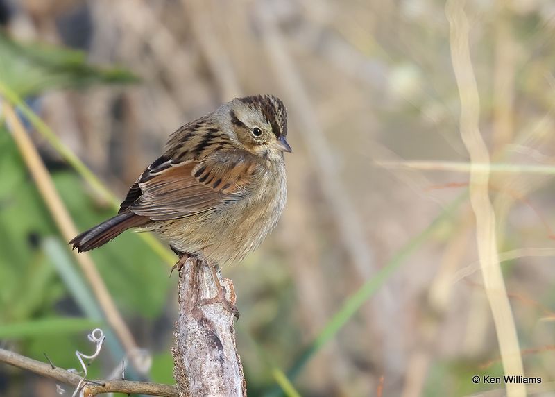 Swamp Sparrow, Tulsa Co, Ok, 11-17-2022a_1736.jpg