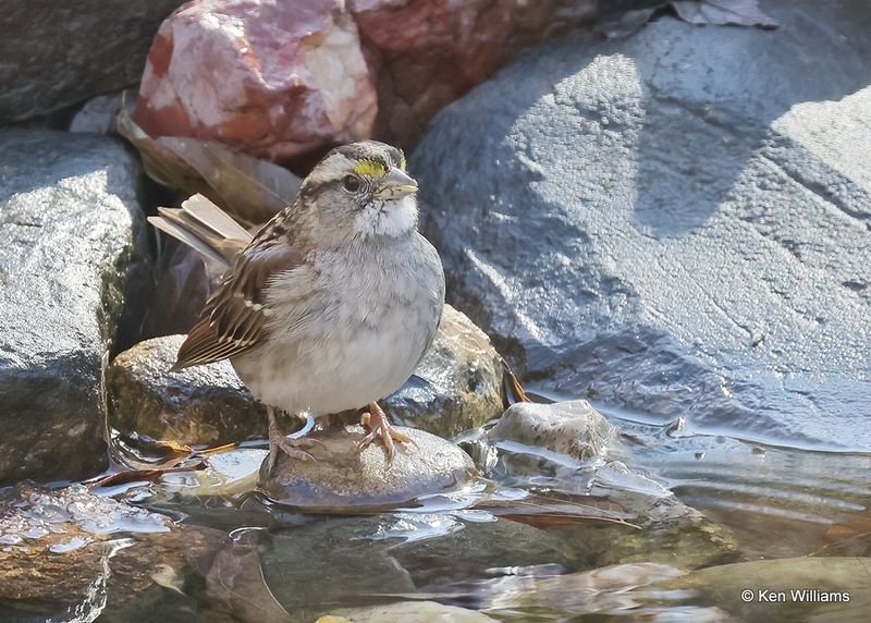 White-throated Sparrow, Rogers Co yard, Ok, 11-17-2022a_1920.jpg