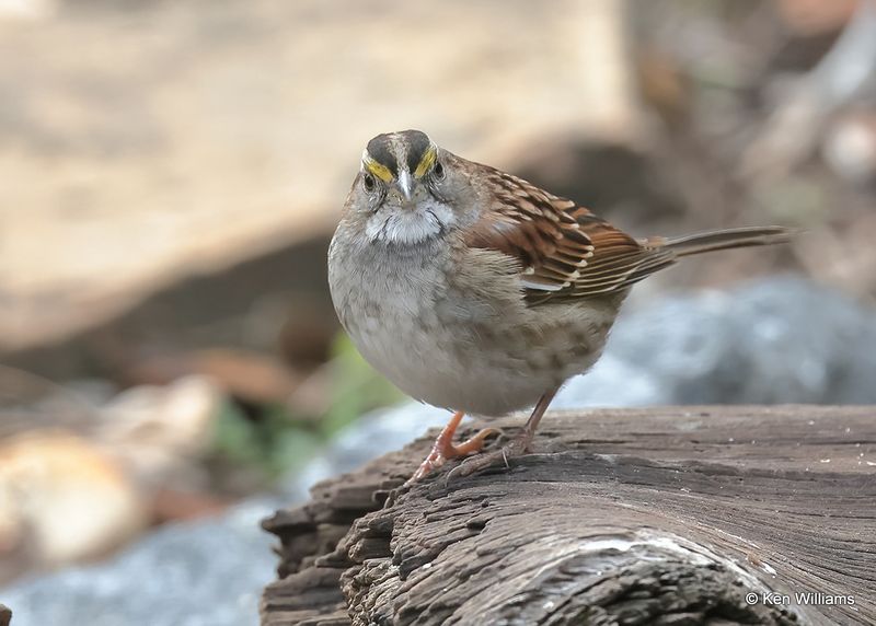 White-throated Sparrow, Rogers Co yard, Ok, 11-18-2022a_2003.jpg