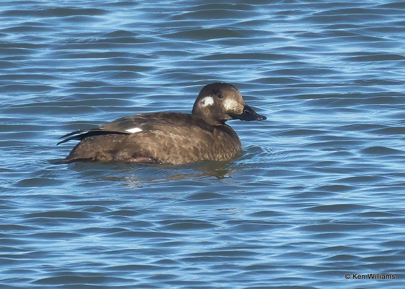 White-winged Scoter female, Kay Co, OK, 11-28-2022a_2774.jpg