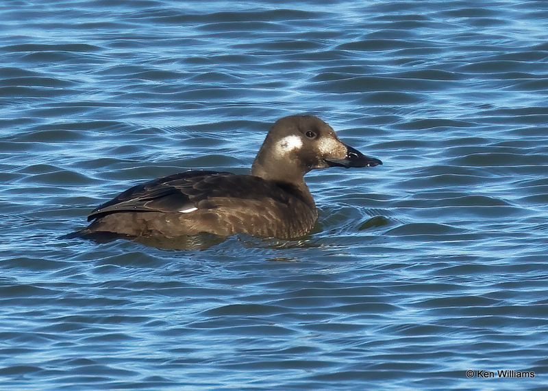 White-winged Scoter, Kay Co, OK, 11-28-2022a_2754.jpg