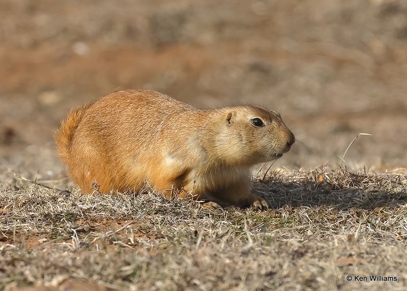 Black-tailed Prairie Dog, Blaine Co, OK, 12-31_2022a1_0L0A5356.jpg