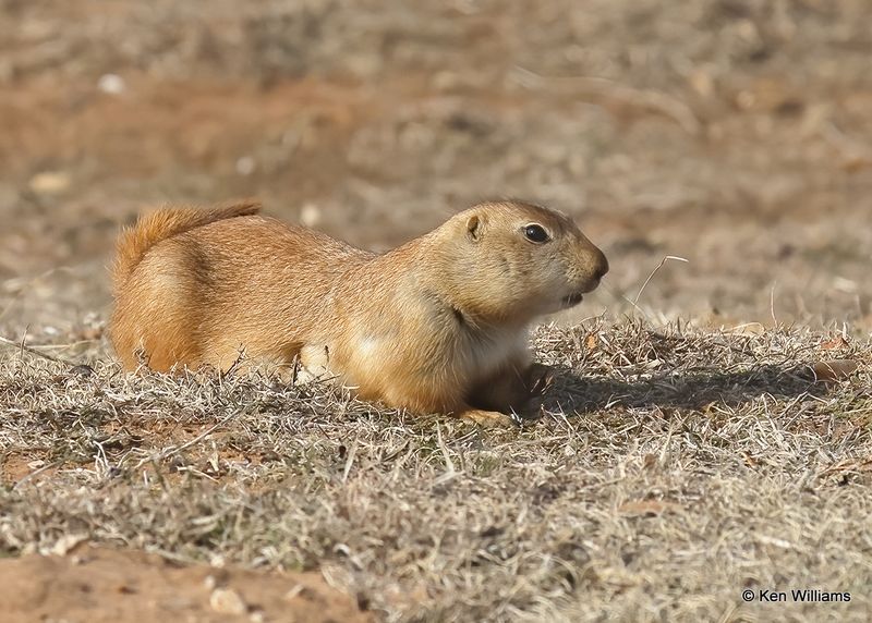 Black-tailed Prairie Dog, Blaine Co, OK, 12-31_2022a1_0L0A5367.jpg