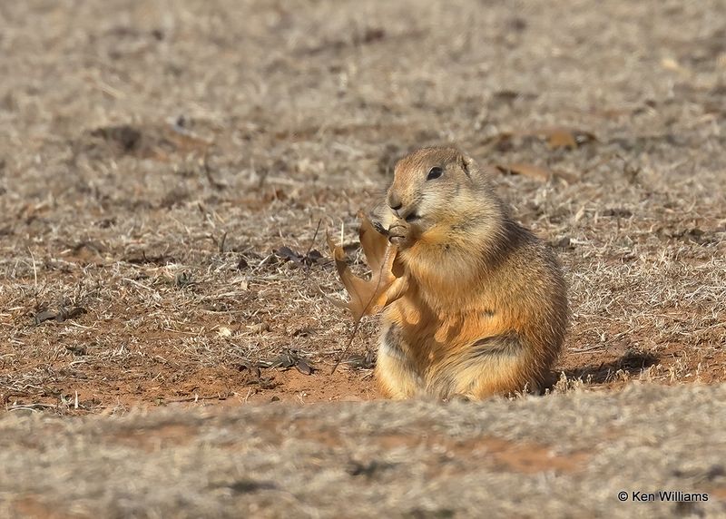 Black-tailed Prairie Dog, Blaine Co, OK, 12-31_2022a1_0L0A5378.jpg
