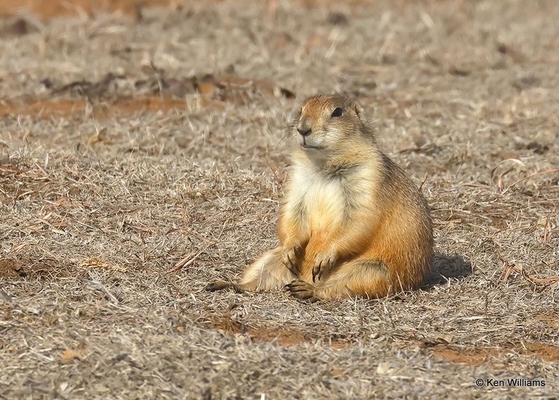 Black-tailed Prairie Dog, Blaine Co, OK, 12-31_2022a_0L0A5359.jpg