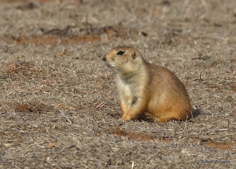 Black-tailed Prairie Dog, Blaine Co, OK, 12-31_2022a_0L0A5366.jpg