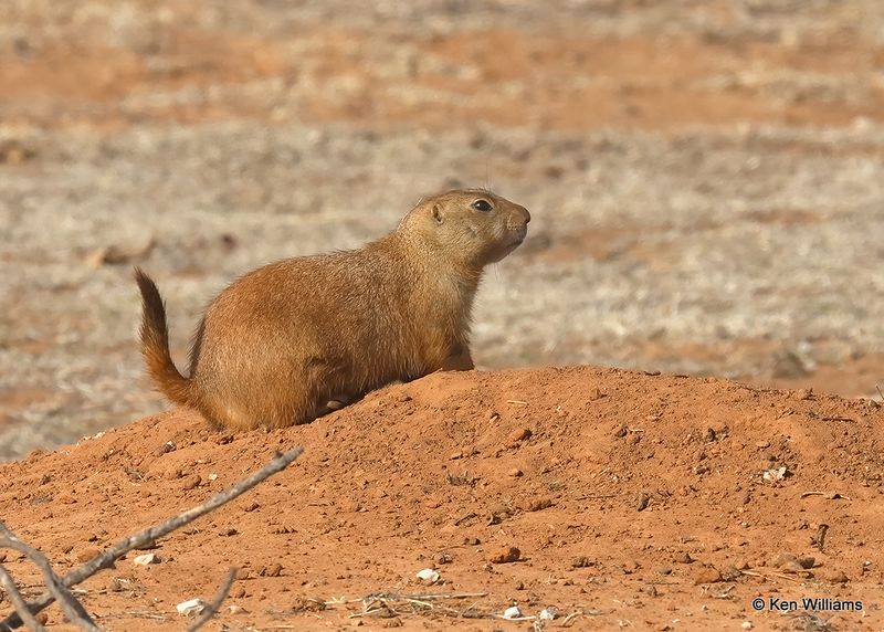 Black-tailed Prairie Dog, Blaine Co, OK, 12-31_2022a_0L0A5381.jpg