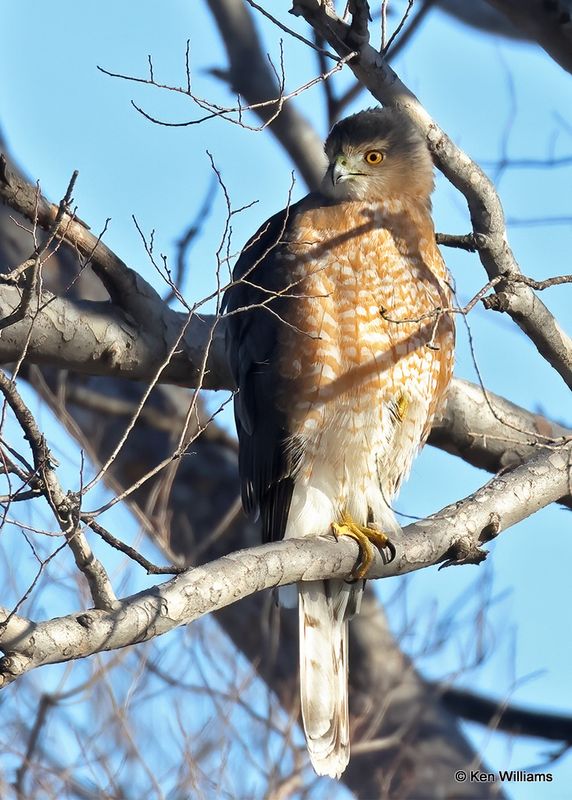 Cooper's Hawk, Oklahoma Co, OK, 12-30-2022a_A4746.jpg