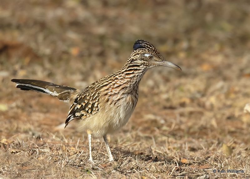 Greater Roadrunner, Blaine Co, OK, 12-31_2022a1_0L0A5459.jpg