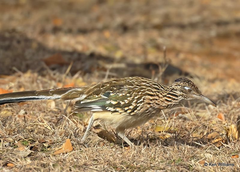 Greater Roadrunner, Blaine Co, OK, 12-31_2022a1_0L0A5463.jpg