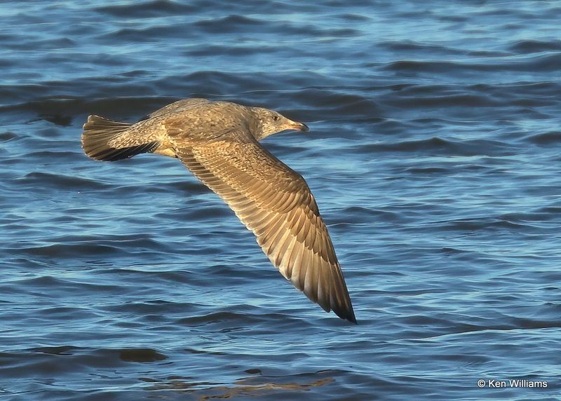 Herring Gull 1st cycle, Oklahoma Co, OK, 12-30-2022a1_0A4026.jpg