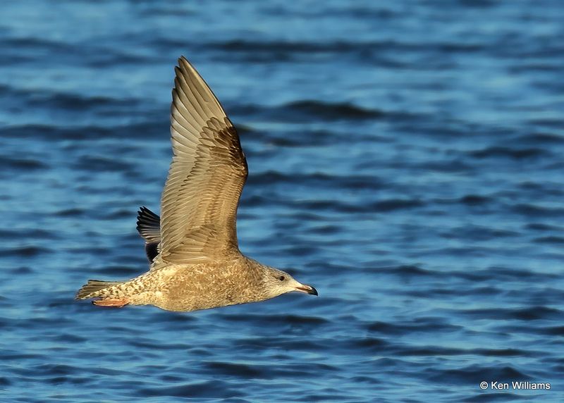 Herring Gull 1st cycle, Oklahoma Co, OK, 12-30-2022a1_0L0A4197.jpg