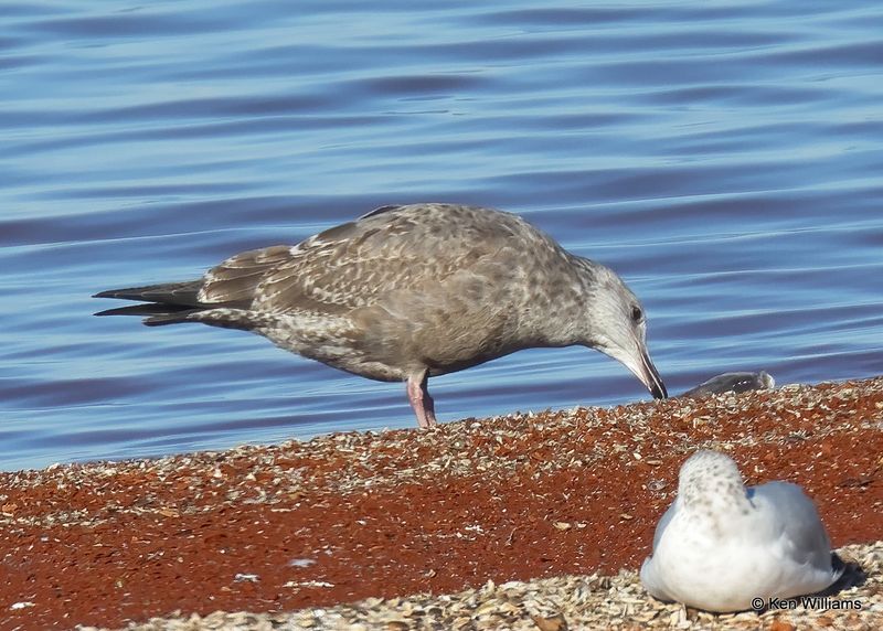 Herring Gull 1st cycle, Oklahoma Co, OK, 12-30-2022a_0L0A4764.jpg