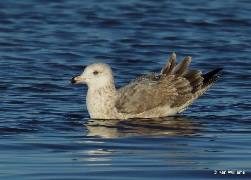 Herring Gull 2nd cycle, Oklahoma Co, OK, 12-30-2022a1_0L0A4391.jpg