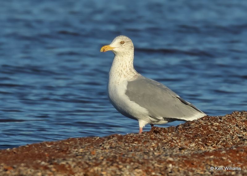 Herring Gull adult, Oklahoma Co, OK, 12-30-2022a_0L0A4302.jpg