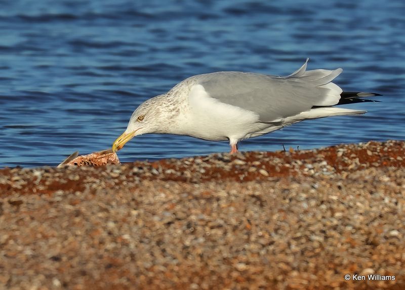Herring Gull adult, Oklahoma Co, OK, 12-30-2022a_0L0A4529.jpg