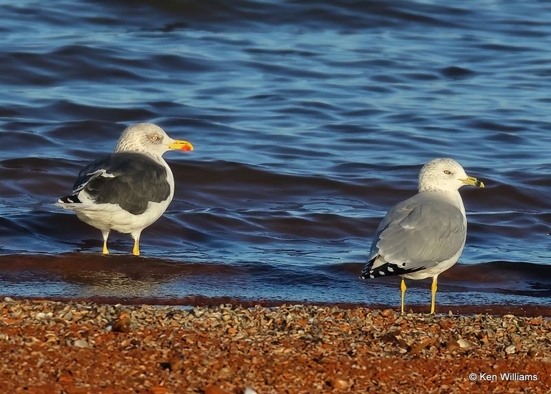 Lesser Black-backed & Ring-billed Gull adults, Oklahoma Co, OK, 12-30-2022a2_0L0A4222.jpg