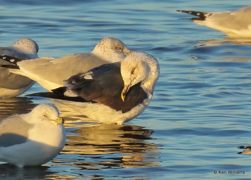 Lesser Black-backed Gull 3rd cycle, Oklahoma Co, OK, 12-30-2022a1_0L0A3888.jpg