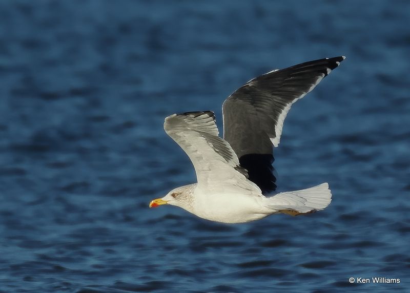 Lesser Black-backed Gull adult, Oklahoma Co, OK, 12-30-2022a1_0L0A4546.jpg