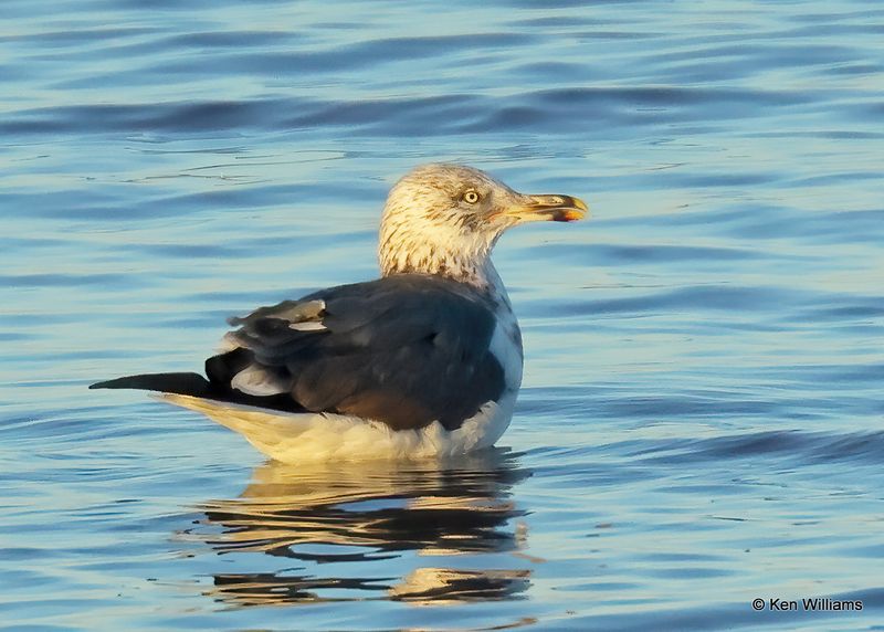 Lesser Black-backed Gull 3rd cycle, Oklahoma Co, OK, 12-30-2022a2_0L0A3922.jpg