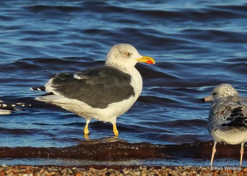 Lesser Black-backed Gull adult, Oklahoma Co, OK, 12-30-2022a2_0L0A4257.jpg