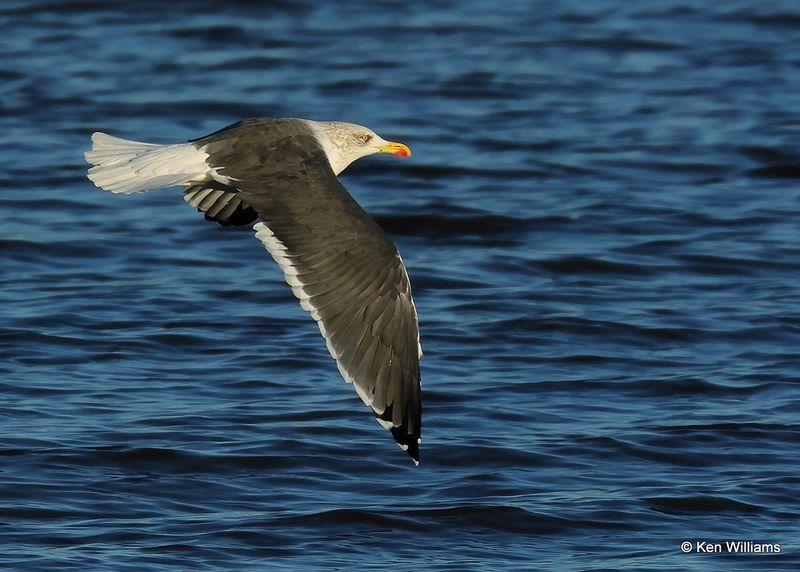 Lesser Black-backed Gull adult, Oklahoma Co, OK, 12-30-2022a_0L0A4271.jpg