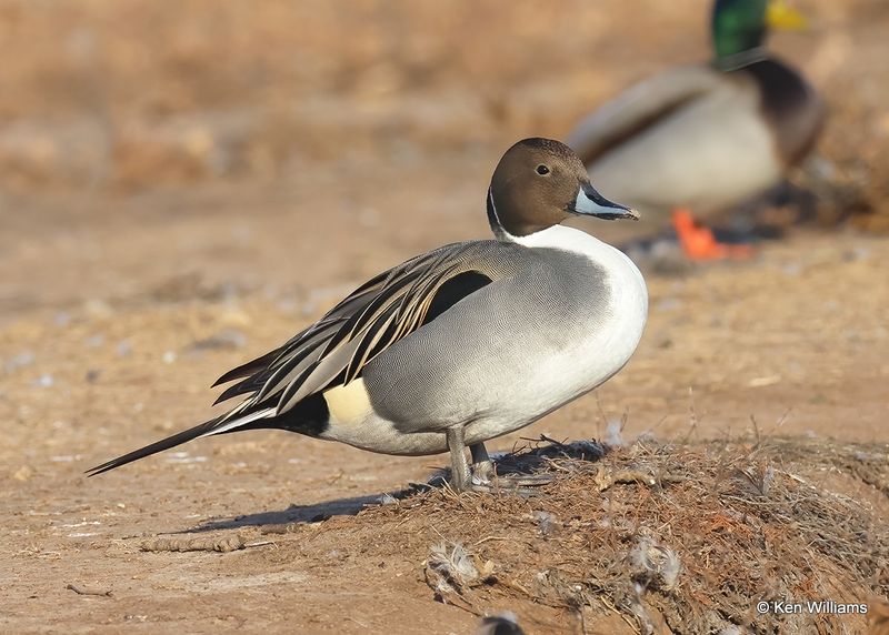 :Northern Pintail: