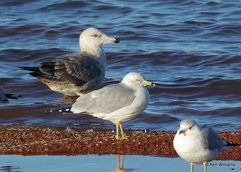 Ring-billed Gull & Herring Gull 2nd cycle, Oklahoma Co, OK, 12-30-2022a1_0L0A4353.jpg