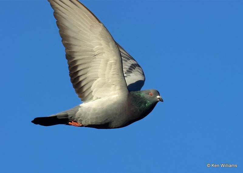 Rock Pigeon, Oklahoma Co, OK, 12-30-2022a1_0L0A4334.jpg