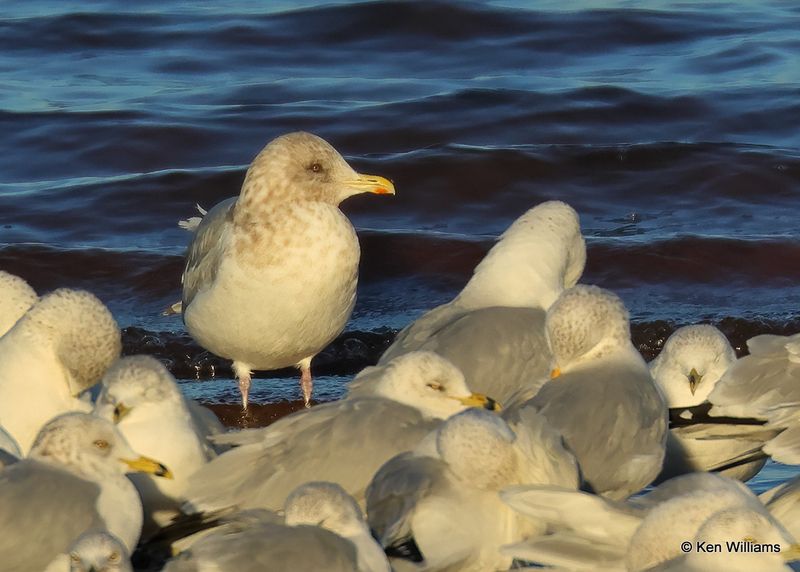 Thayer's Gull adult, Oklahoma Co, OK, 12-30-2022a1_0L0A4091.jpg