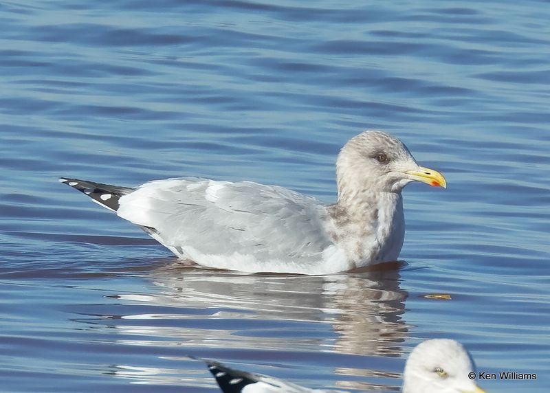 Thayer's Gull adult, Oklahoma Co, OK, 12-30-2022a1_0L0A5048.jpg