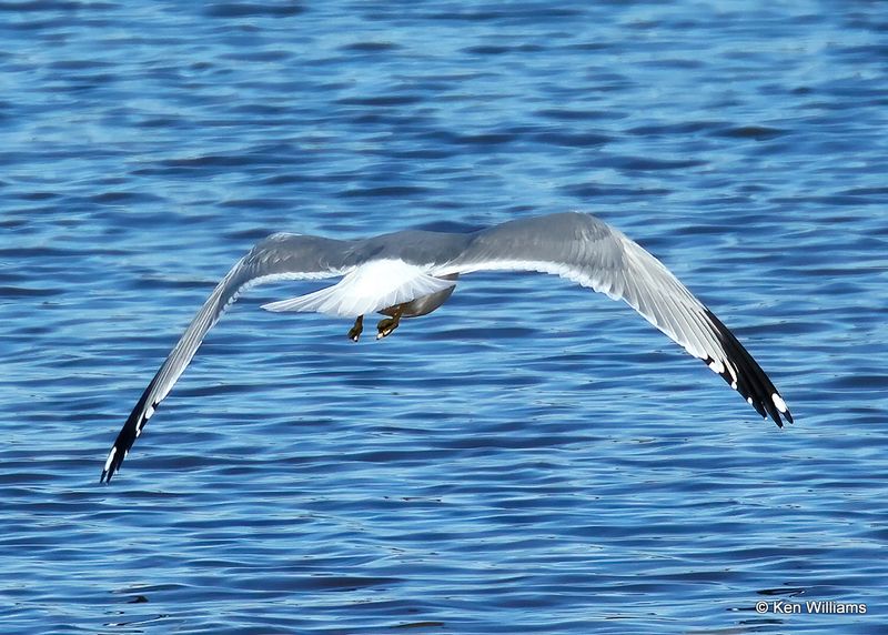 Thayer's Gull adult, Oklahoma Co, OK, 12-30-2022a1_0L0A5059.jpg