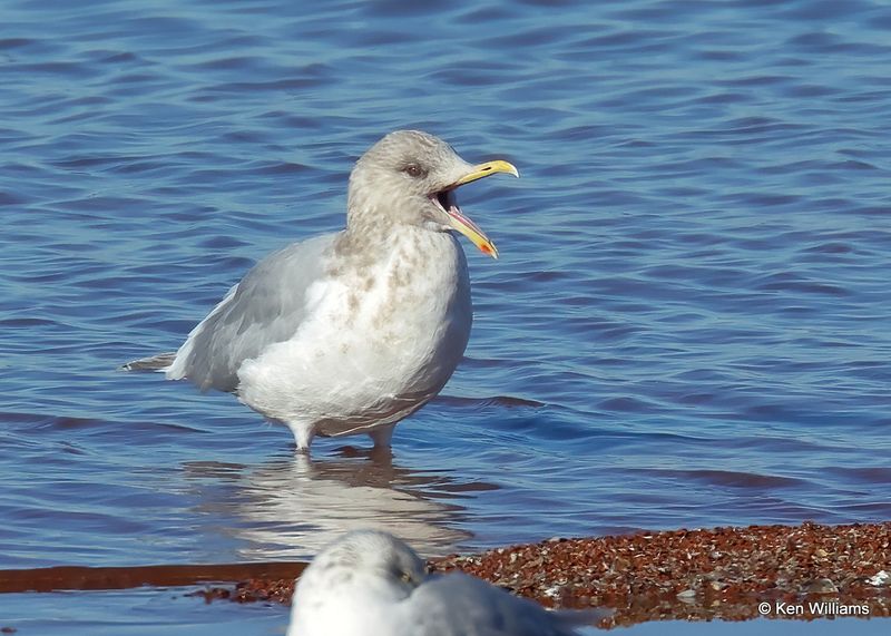 Thayer's Gull adult, Oklahoma Co, OK, 12-30-2022a_0L0A4938.jpg