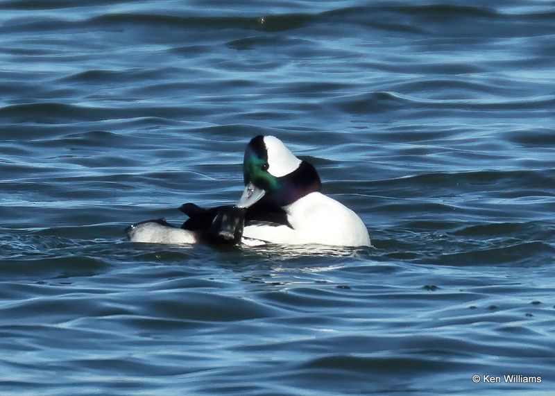 Bufflehead mating pair, Kay Co, OK, 1-5-2023a2_5631.jpg