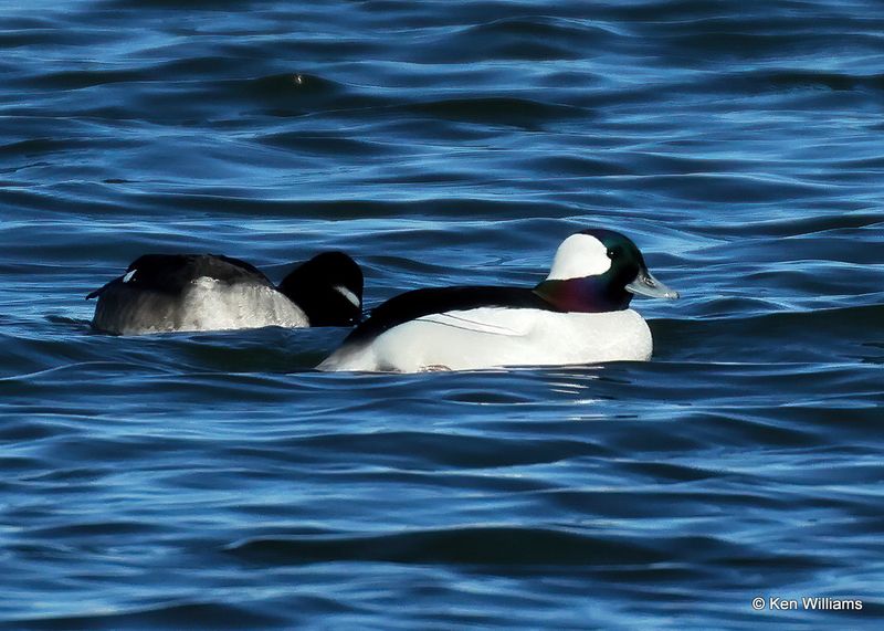 Bufflehead male, Kay Co, OK, 1-5-2023a2_5647.jpg