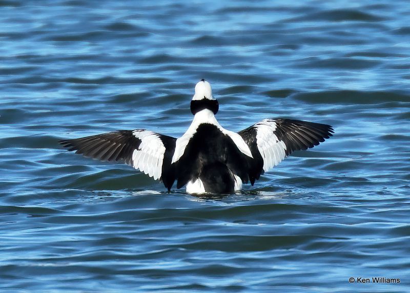 Bufflehead male, Kay Co, OK, 1-5-2023a2_5654.jpg