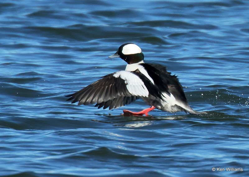 Bufflehead male, Kay Co, OK, 1-5-2023a2_5798.jpg