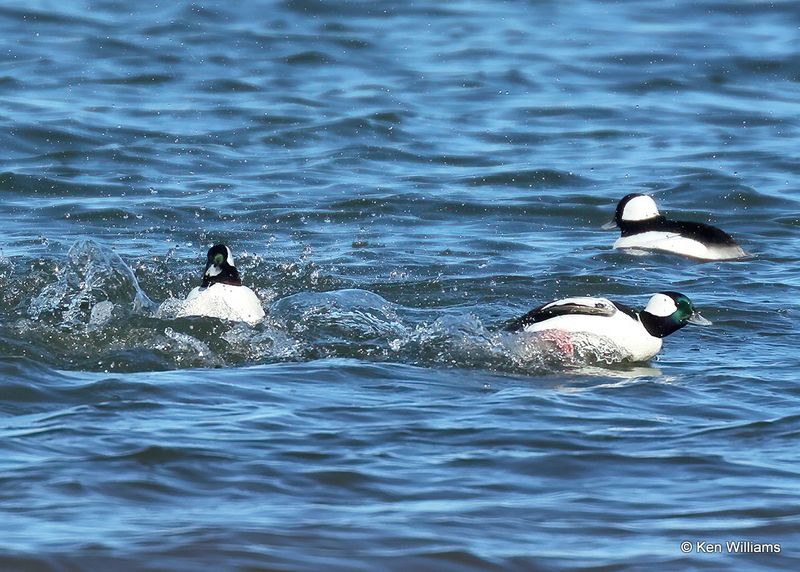 Bufflehead males, Kay Co, OK, 1-5-2023a1_5737.jpg