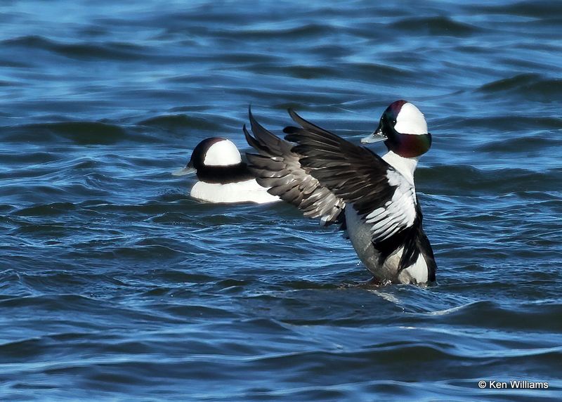 Bufflehead males, Kay Co, OK, 1-5-2023a1_5746.jpg