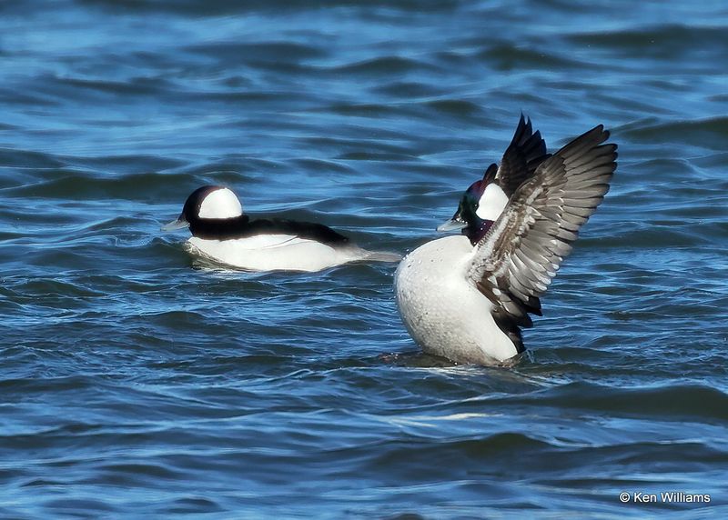 Bufflehead males, Kay Co, OK, 1-5-2023a1_5747.jpg