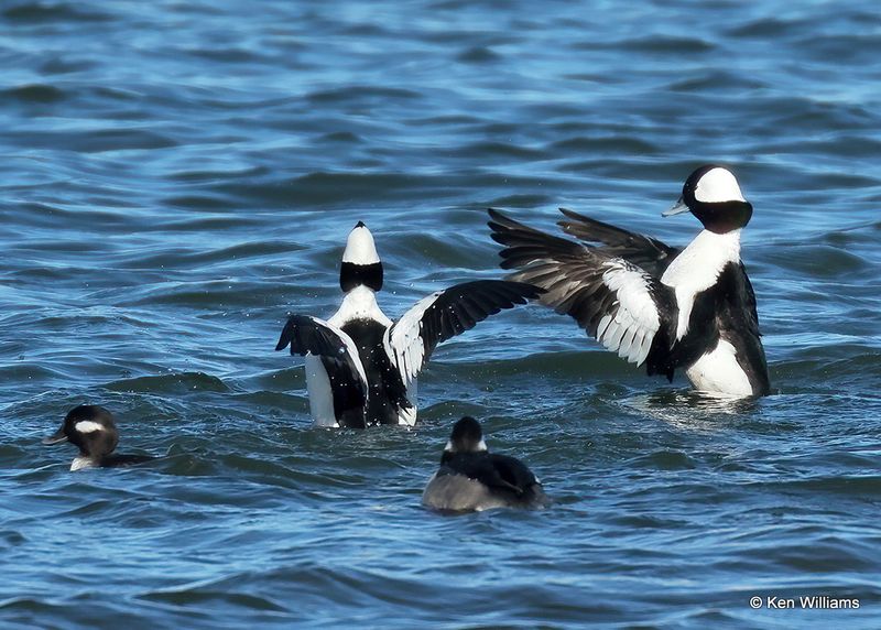 Bufflehead males, Kay Co, OK, 1-5-2023a2_5567.jpg