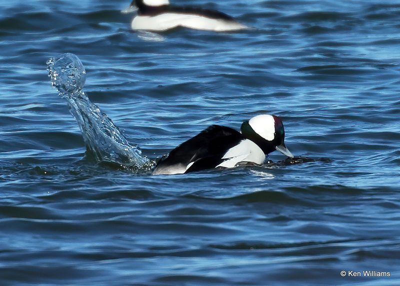Bufflehead mating pair, Kay Co, OK, 1-5-2023a2_5670.jpg