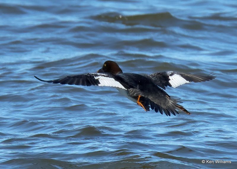 Common Goldeneye female, Pawnee Co, OK, 1-5-2023a1_6014.jpg
